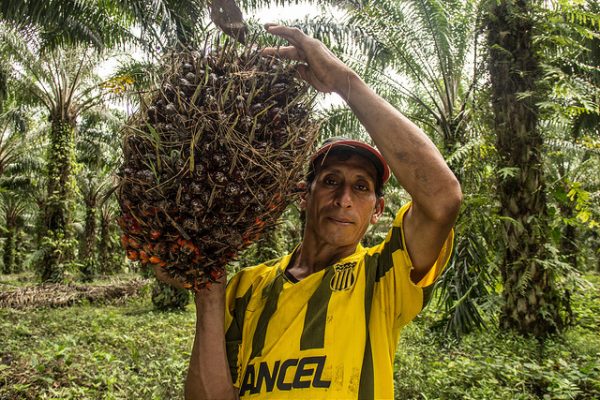 Uleiul de palmier