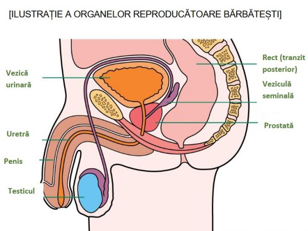 Multor bărbați le este dificil să vorbească despre problemele de prostată, precum nevoia de a merge frecvent la toaletă.