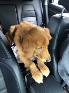 Nu puteți avea un câine să sară în jurul mașinii sau să-și scoată capul pe geam, ceea ce duce la distragerea atenției șoferului de la a acorda atenție drumului.
