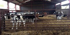 Agenția pentru Sănătatea Animalelor și Plantelor, cunoscută anterior sub numele de Agenția pentru Sănătatea Animalelor și Laboratoare Veterinare, este o agenție executivă a Departamentului pentru Mediu, Alimentație și Afaceri Rurale din Regatul Unit.