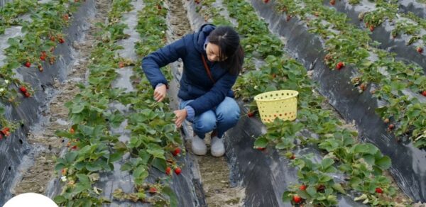 Odată cu retragerea din UE, agricultorii nu mai primesc în prezent nicio plată în cadrul politicii agricole comune a UE. Pe lângă reducerea subvențiilor pentru agricultori, condițiile meteorologice nefavorabile, pandemia COVID-19 și presiunile inflaționiste au dus la provocări pentru agricultori după Brexit.