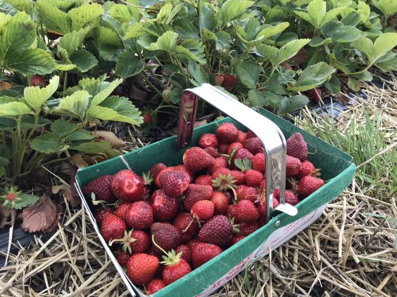 O fermă de tip „pick-your-own” este o fermă în care clienții pot merge să culeagă, să taie sau să-și aleagă propriul produs de pe câmp. Denumit și u-pick, cut-your-own sau choose-your-own, acest tip de întreprindere este o alegere frecventă a canalului de comercializare directă pentru fermele care cultivă fructe de pădure, fructe de pădure, dovleci și pomi de Crăciun